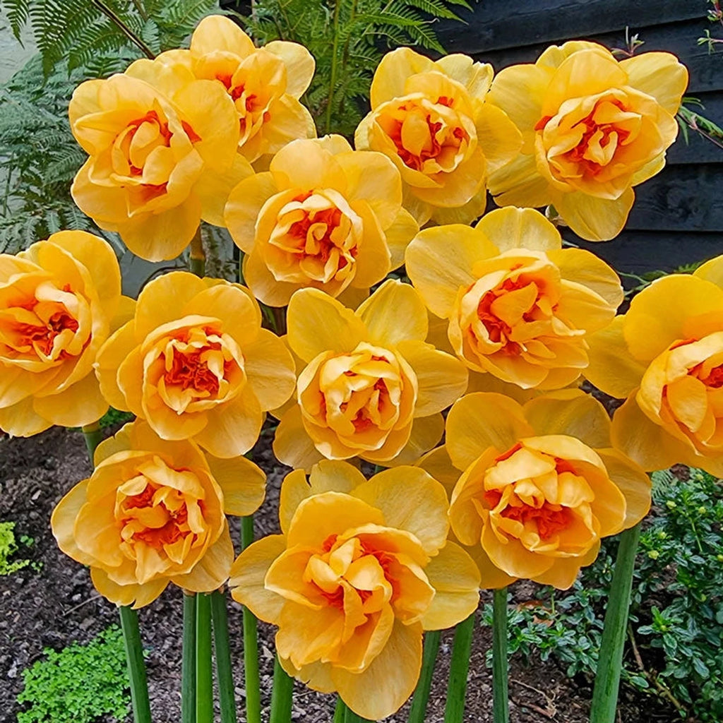 Beeks Bulbs Buy Waylon Daffodil Online | Spring Bulbs for Sale | Breck's