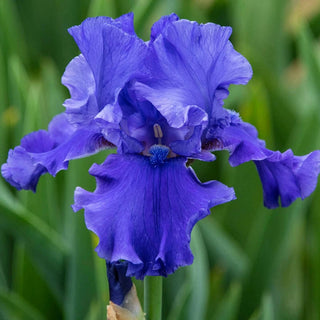 Java Blue Reeds Shop Java Blue Bearded Irises | Sun Perennials | Breck's
