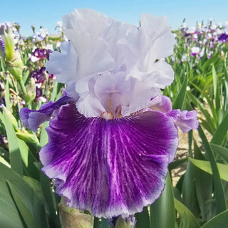 Pop Music Bearded Iris