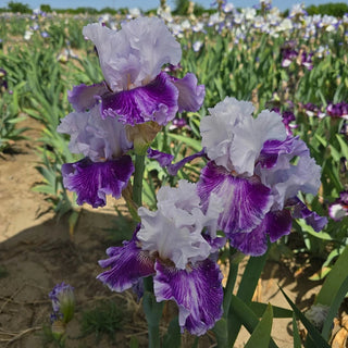 Pop Music Bearded Iris