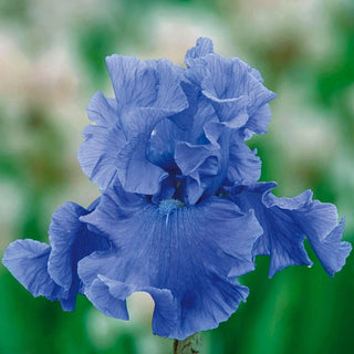 Deschutes Bearded Iris