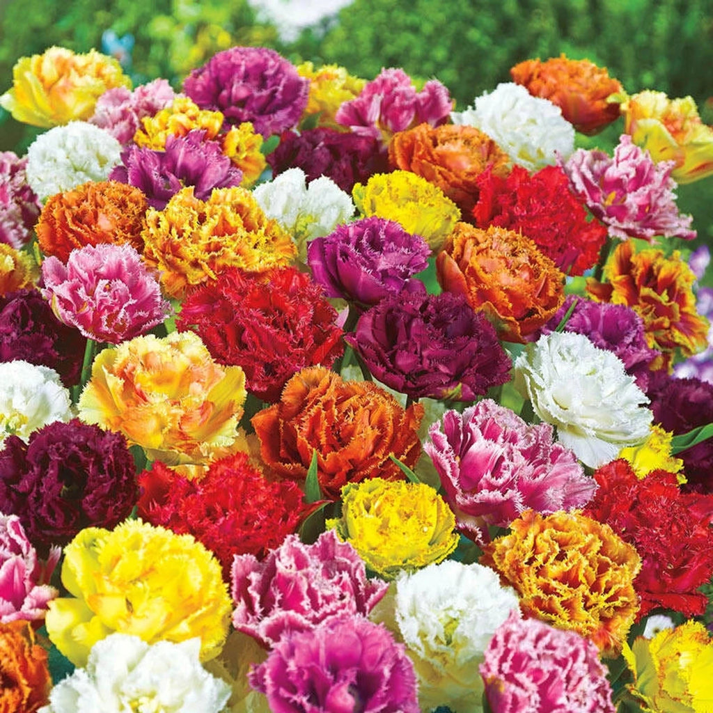 Spring Bulb Mixture Shop Double Fringed Tulip Mixture | Spring Bulbs | Breck's