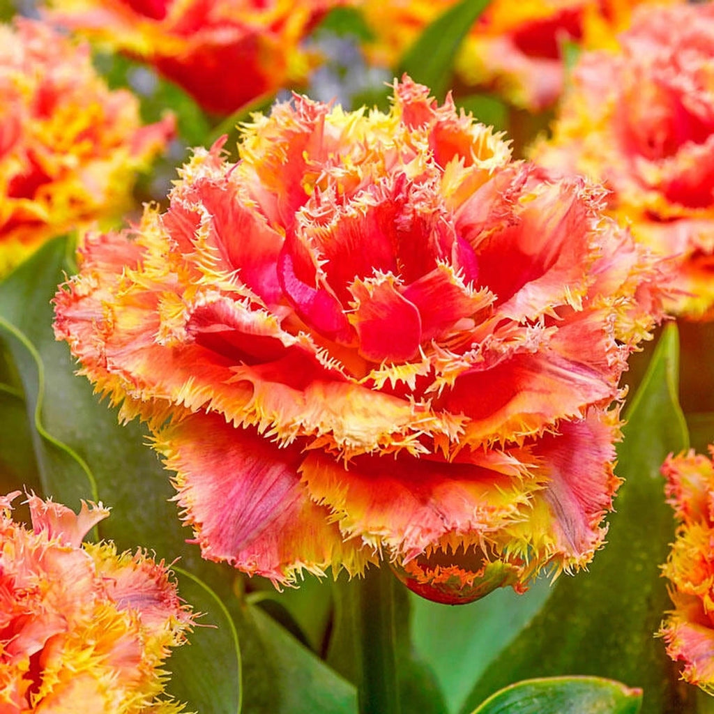 Buy Brisbane Tulip Online | Spring Bulbs for Sale | Breck's