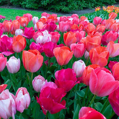 Buy Van Eijk Tulip Mixture Tulip | Spring Bulbs | Breck's