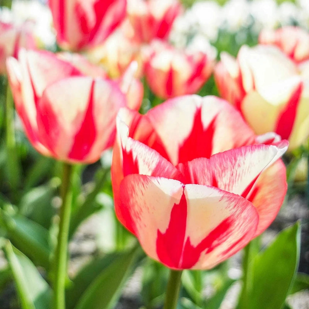 Buy Spryng Break Tulip Bulbs | Fall Planted Tulips | Breck's