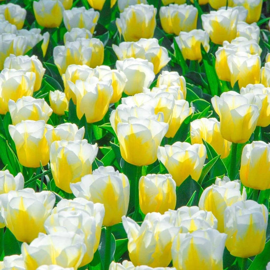 Buy Calgary Flames Tulip Online | Spring Bulbs Sale | Breck's