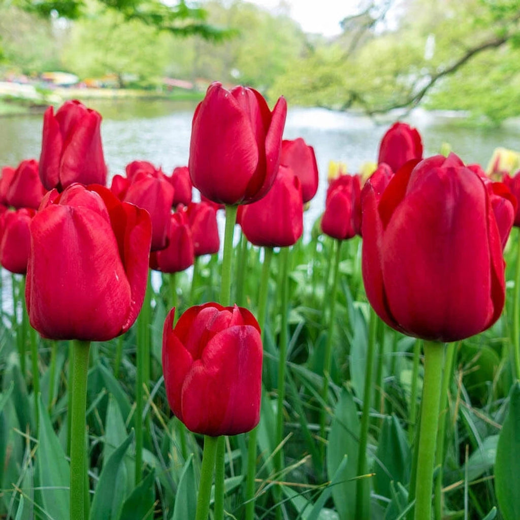 Buy Kingsblood Tulip Online | Spring Bulbs for Sale | Breck's