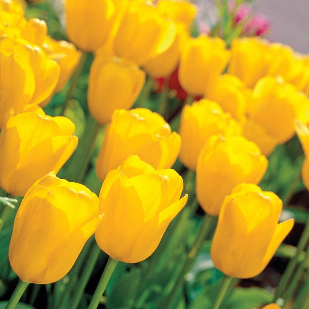 Buy Big Smile Tulip Online | Spring Bulbs for Sale | Breck's