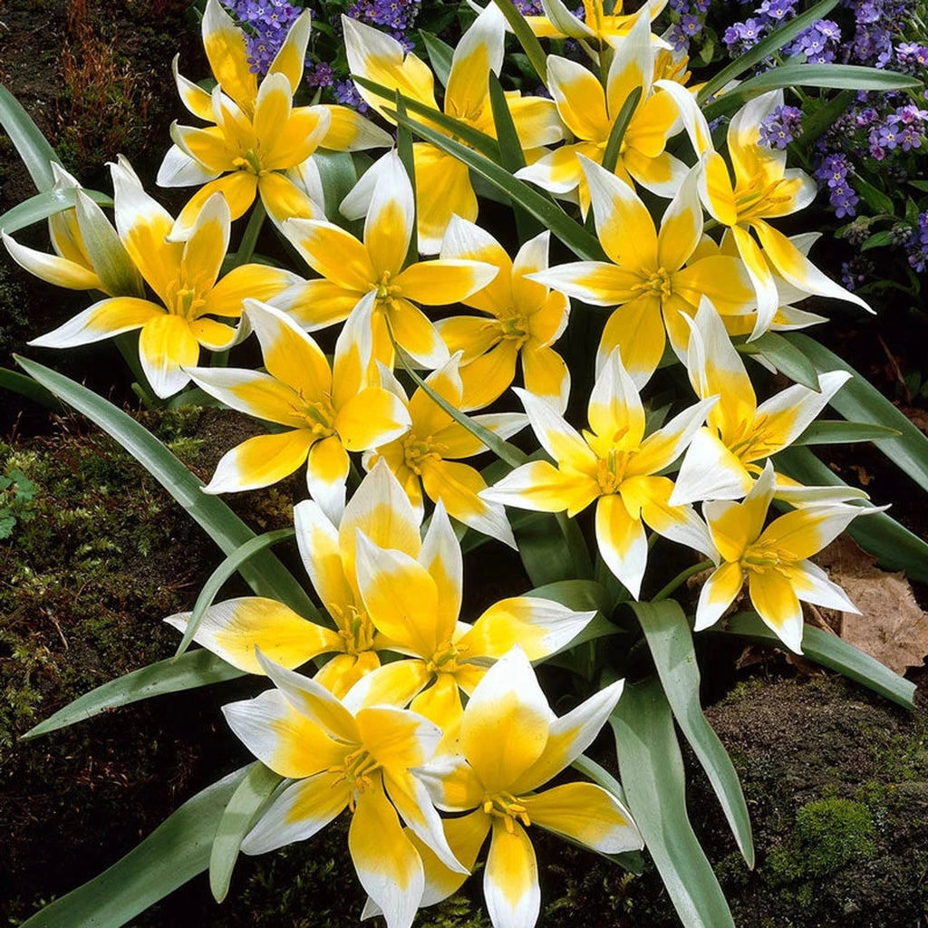 Buy Golden Charm Tulip Online | Spring Bulbs Sale | Breck's