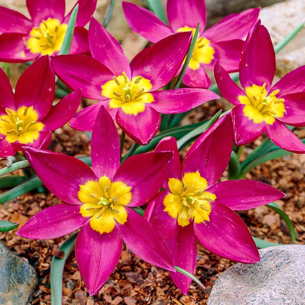 Buy Odalisque Tulip Online | Spring Bulbs for Sale | Breck's