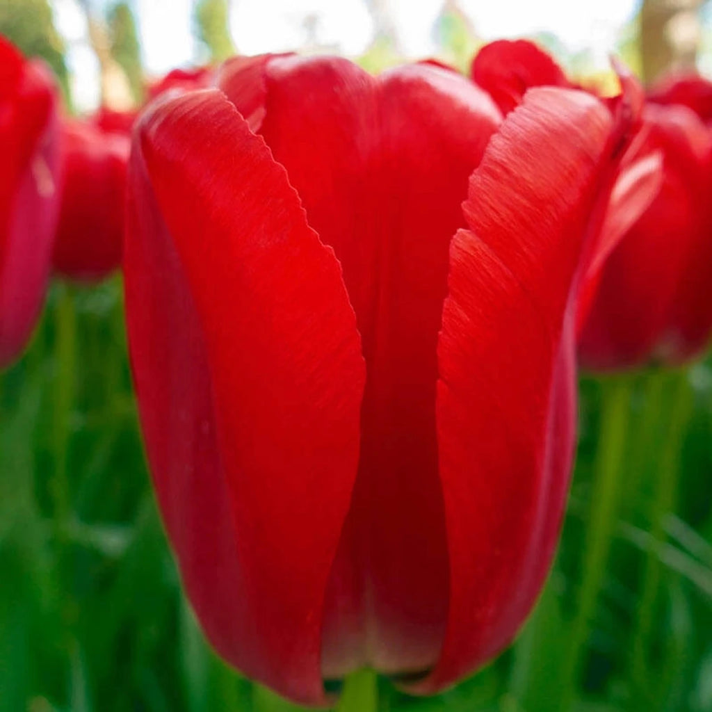 Shop Red Pride Tulips Online | Single Tulip Bulbs | Breck's