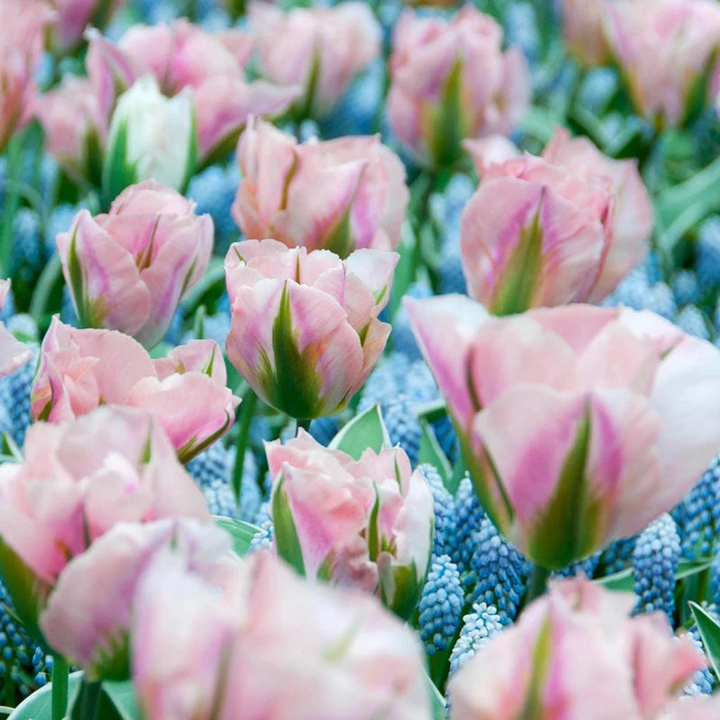 Shop China Town Tulip Online | Spring Bulbs Sale | Breck's