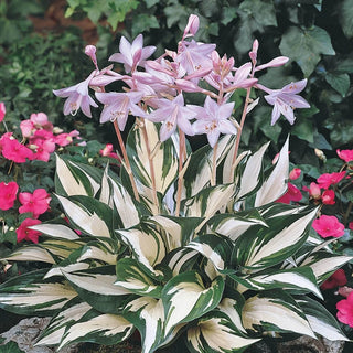 Fire And Hosta Ice