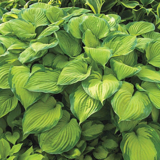 Hosta Guacamole