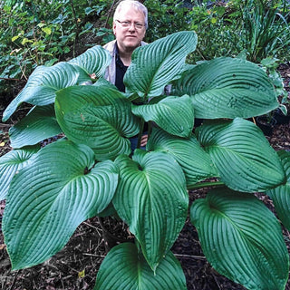 Hosta Kingsize