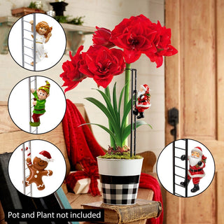 Climbing Character Amaryllis Stakes