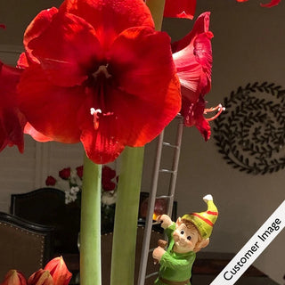 Climbing Character Amaryllis Stakes