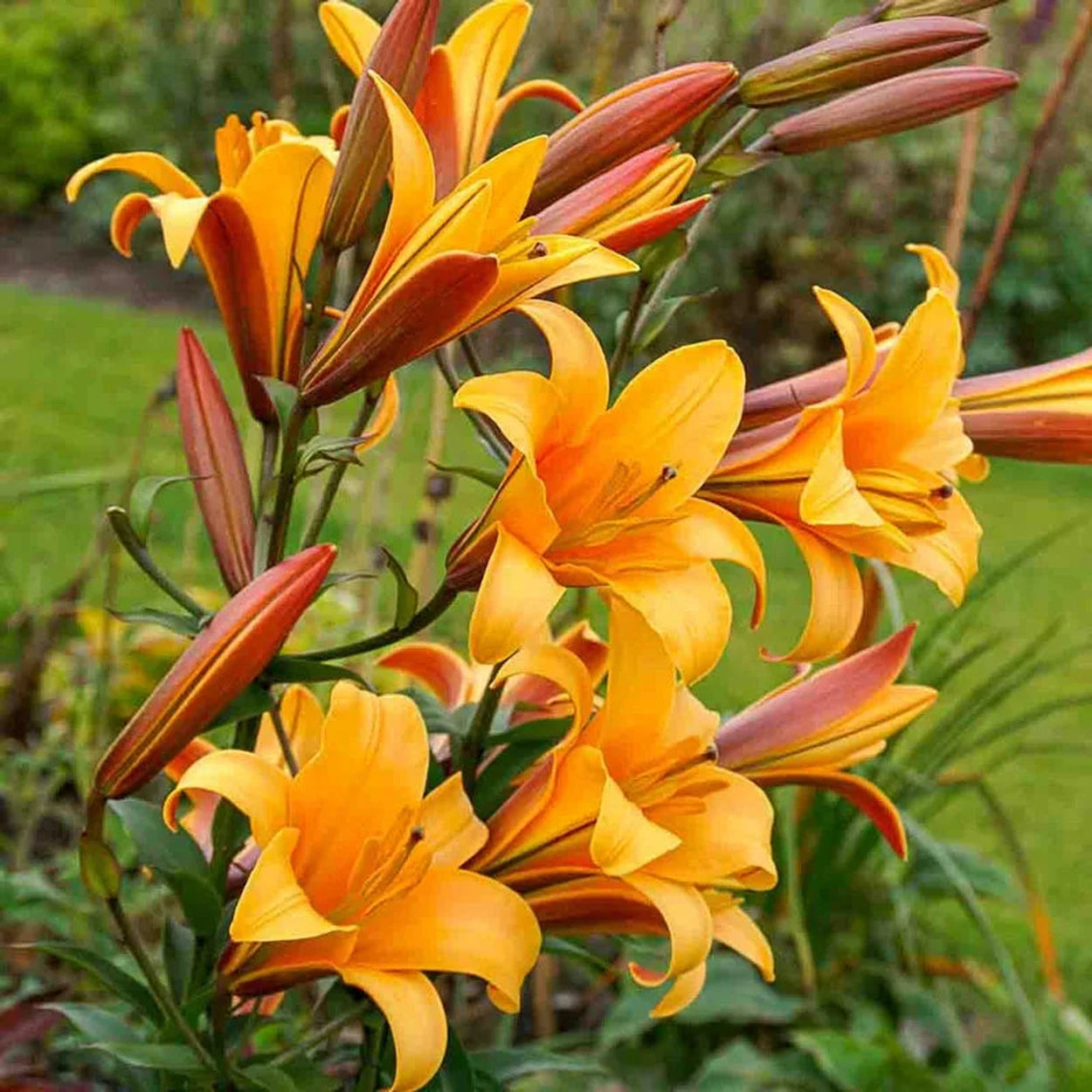 giant tree flower lilies Orange Planet Lily Tree®