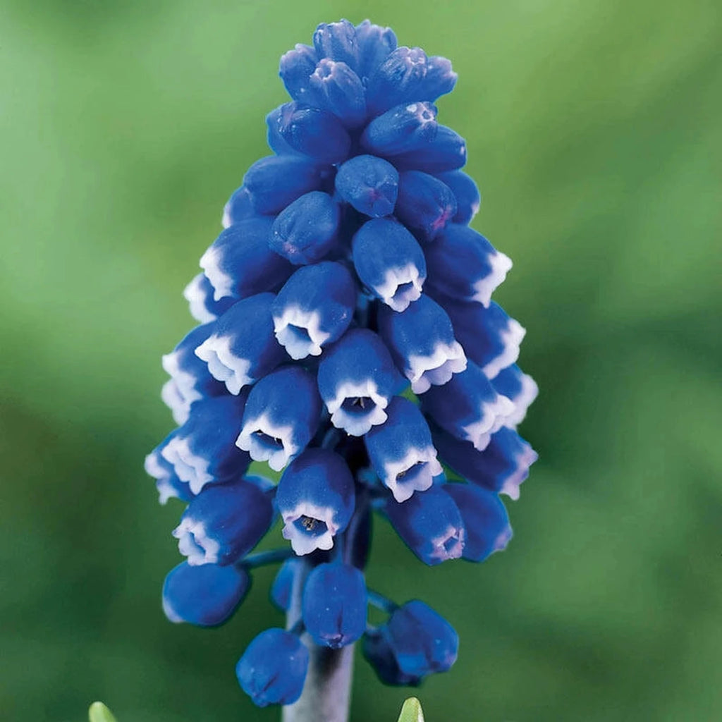 Shop Dark Eyes Grape Hyacinth | Spring Bulbs Sale | Breck's