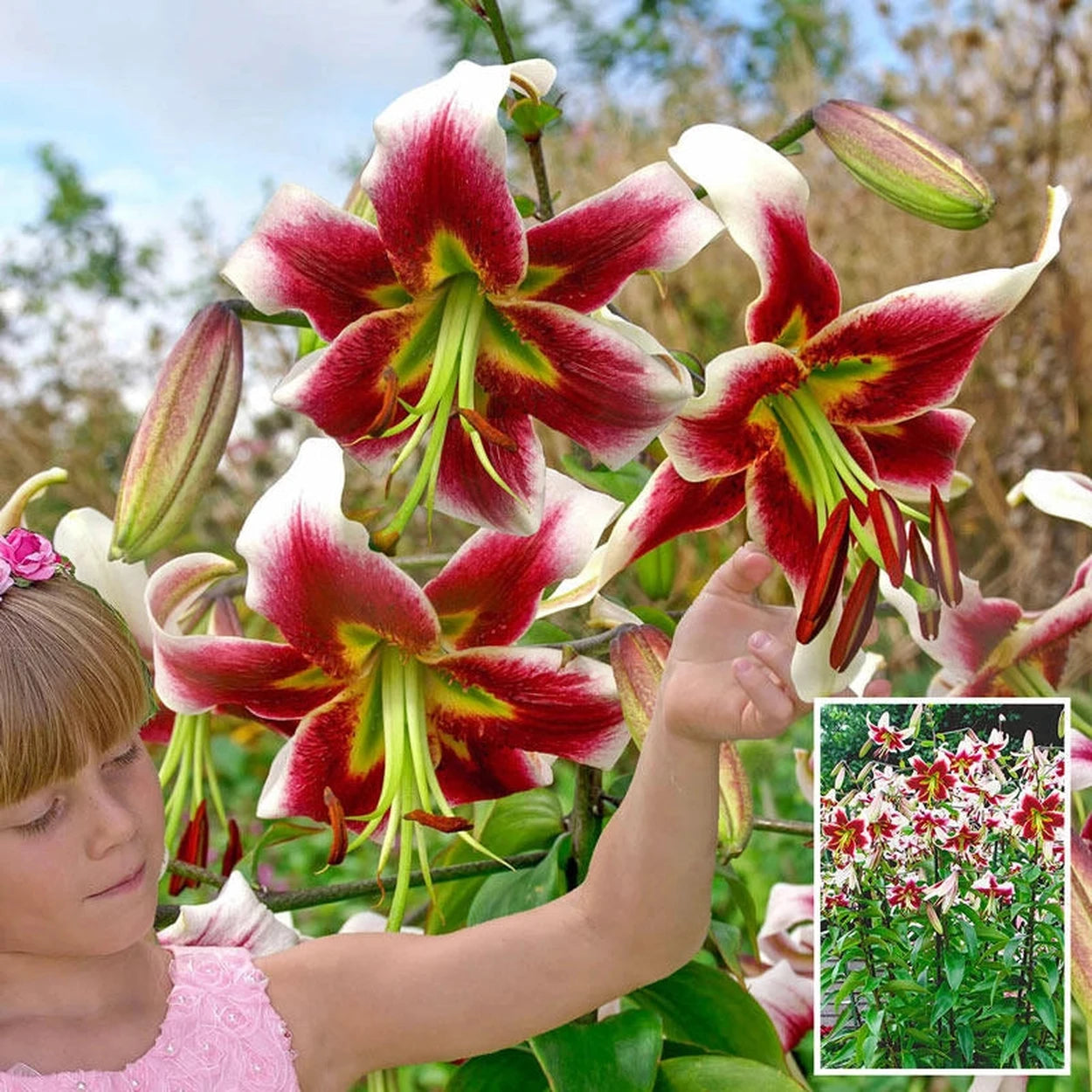 lily flower plant online Leslie Woodriff Lily Tree®