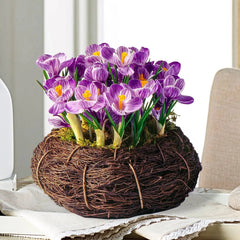 Buy Bird's Nest Purple Crocus Bulb Garden | Breck's