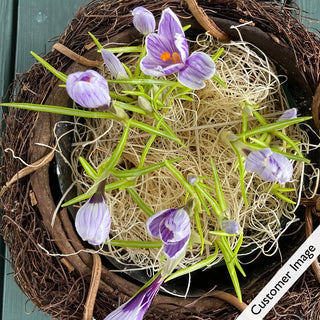 Songbird Serenade Crocus Bulb Garden