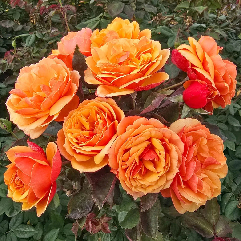 Large Face Roses About Face® Grandiflora Rose – Breck's
