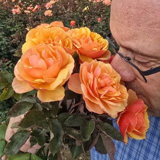 About Face® Grandiflora Rose