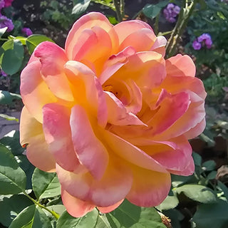 About Face® Grandiflora Rose