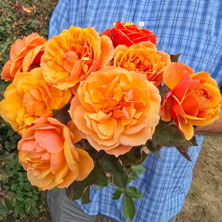 About Face® Grandiflora Rose