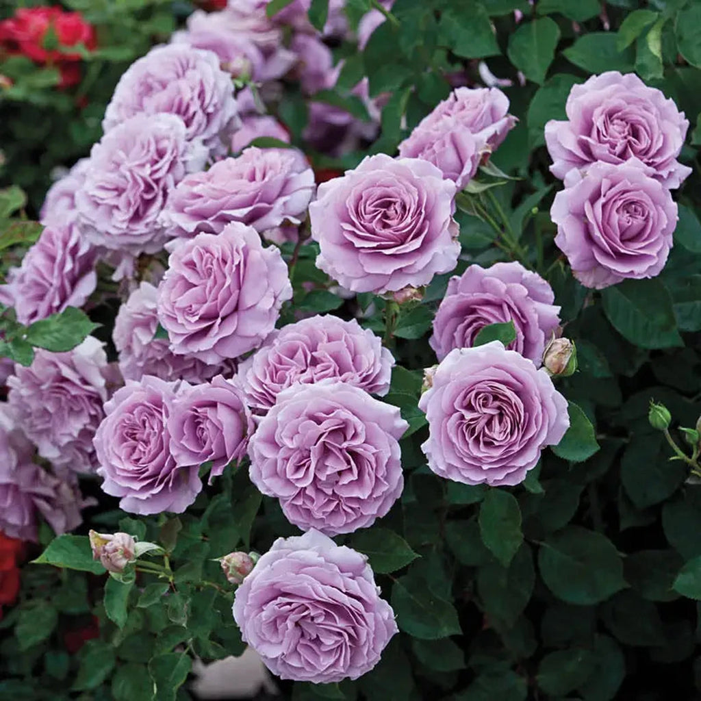 Love Song™ Floribunda Rose | Sun Perennials | Shop Breck’s
