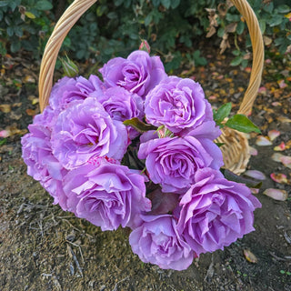 Love Song™ Floribunda Rose