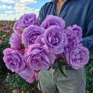 Love Song™ Floribunda Rose