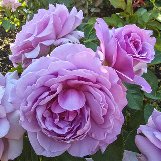 Love Song™ Floribunda Rose