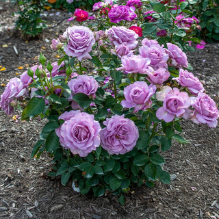 Love Song™ Floribunda Rose