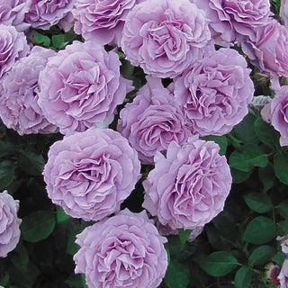 Love Song™ Floribunda Rose