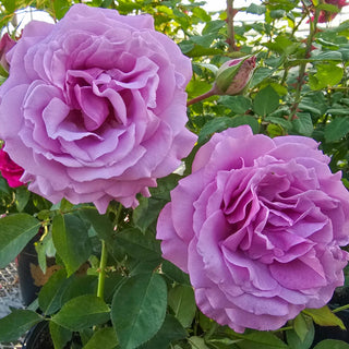 Love Song™ Floribunda Rose