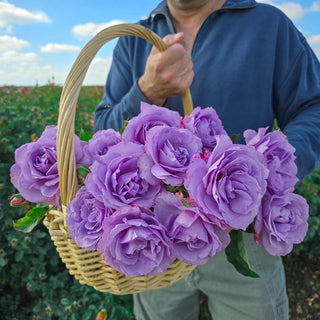 Love Song™ Floribunda Rose