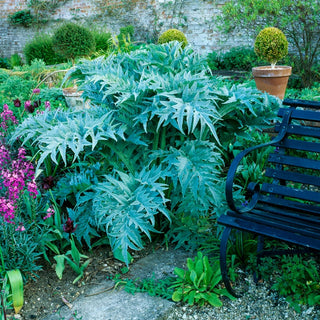 Globe Artichoke
