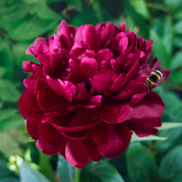 Shop Cherry Hill Peony | Sun Perennials for Sale | Breck's