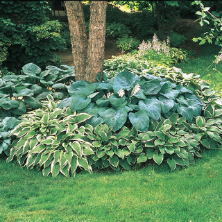 Hosta Mixture Super Sak®