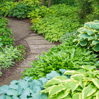 Hosta Mixture Super Sak®