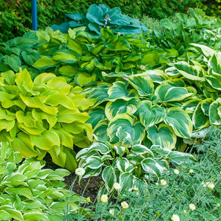 Hosta Mixture Super Sak®