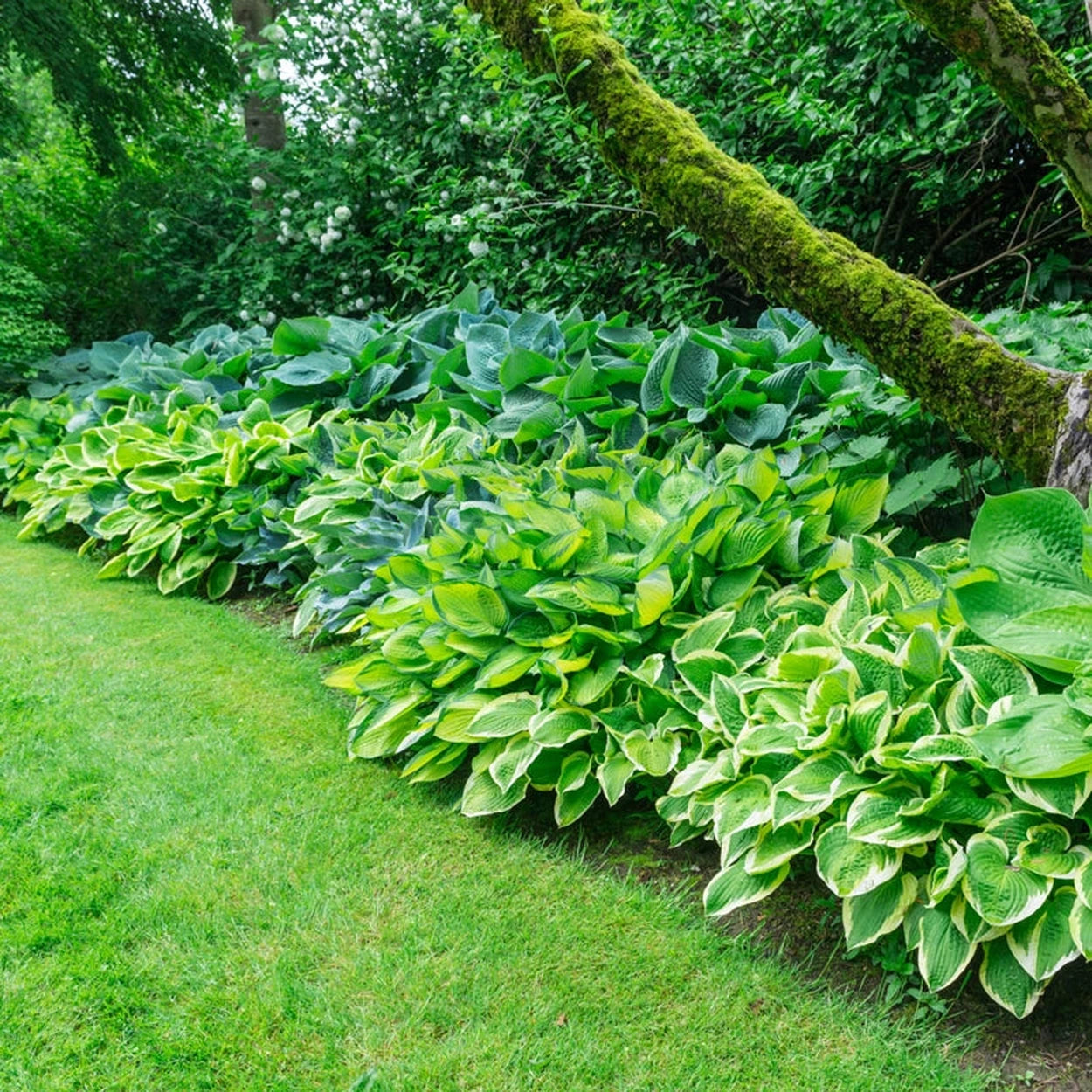 potting mix for hostas Shop Hosta Mixture Super Sak