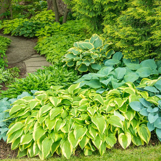 Hosta Mixture Super Sak®