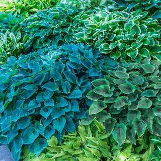 Hosta Mixture Super Sak®