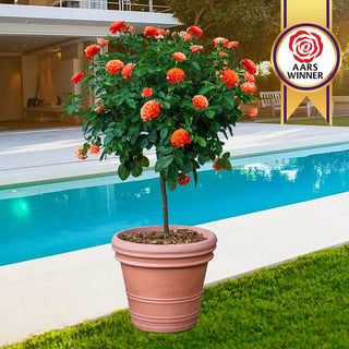 Premium Garden Roses – Shrubs, Climbers & Hybrid Teas | Breck’s