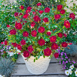 Coffee Bean™ Patio Rose