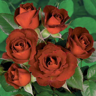 Coffee Bean™ Patio Rose