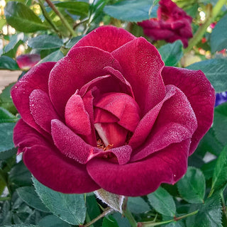 Coffee Bean™ Patio Rose